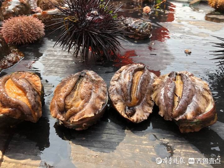 藏在大海深處的煙臺(tái)南隍城島為何被譽(yù)為“中國(guó)鮑魚(yú)島”